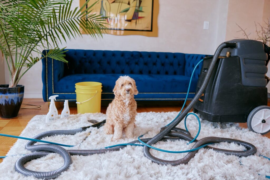 Pet Stain & Odor Removal Services, Pet Stain & Odor Removal Services London, and Pet Stain & Odor Removal London: The Complete Guide to a Fresh and Hygienic Home